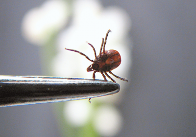 Tick-Borne Encephalitis prevention is due now